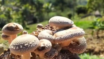 Cogumelos Recreio - Carmo