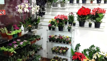 Dona Flor Floricultura Alto Jequitibá - 235 - Centro