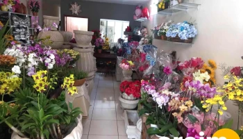 Floricultura Lírios da Paz - - Carneirinho