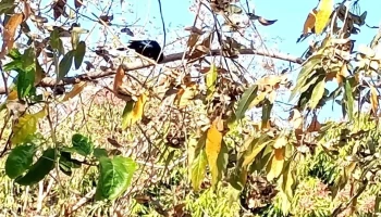 Sitio do Vovô Zezé - Cascalho Rico - Mg