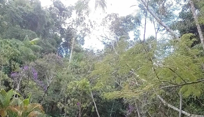 Cachoeira Do Thadeu -  Duas Barras - Duas Barras
