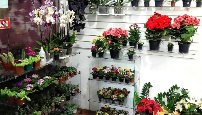 Dona Flor Floricultura Alto Jequitibá - 235 - Centro