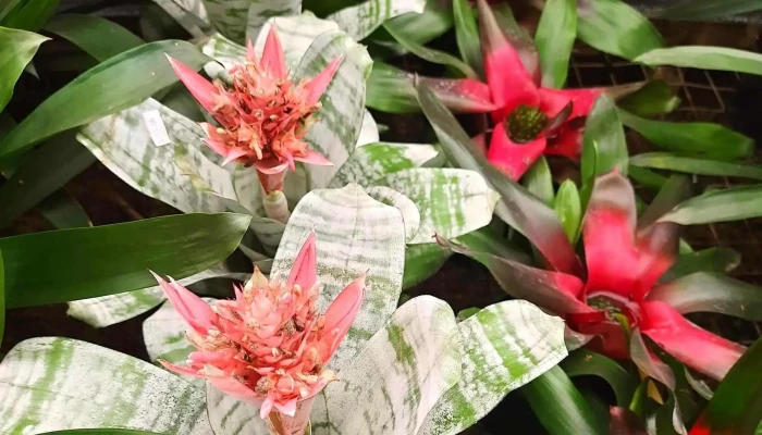 Flora Paraty -  Aberto Agora - Paraty