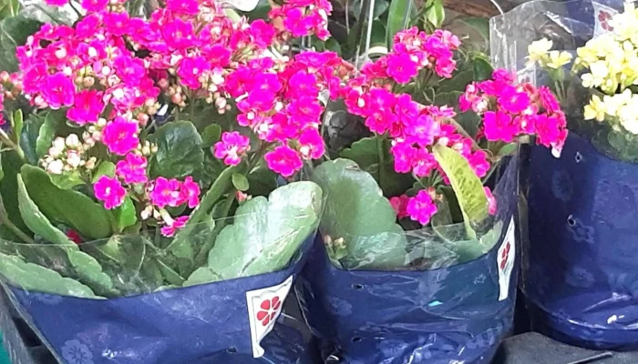 Floricultura Horto Casa com Fulô - Arraial Do Cabo