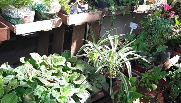 Floricultura Horto Casa Com Fulo Floricultura - Arraial Do Cabo