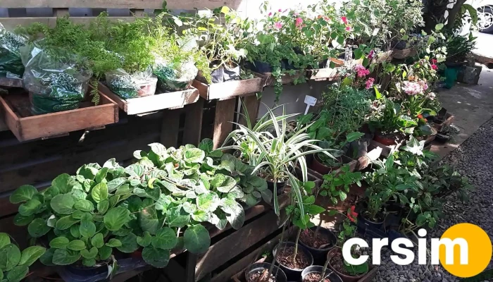 Floricultura Horto Casa Com Fulo Jardim - Arraial Do Cabo