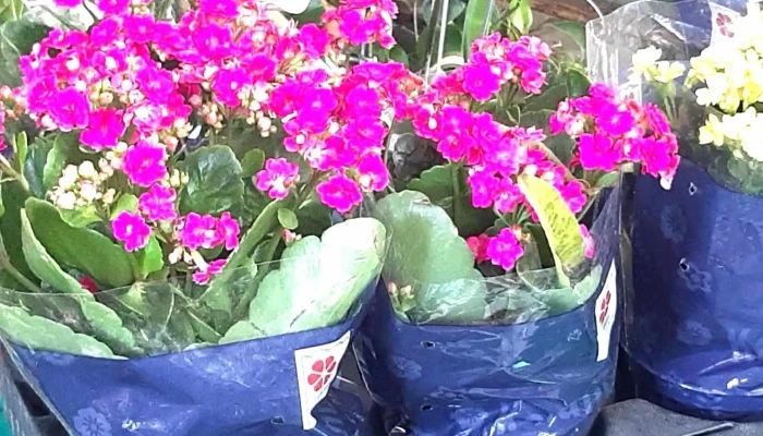 Floricultura Horto Casa Com Fulo Localizacao - Arraial Do Cabo