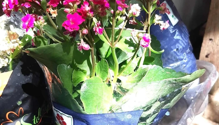 Floricultura Horto Casa Com Fulo Promocao - Arraial Do Cabo