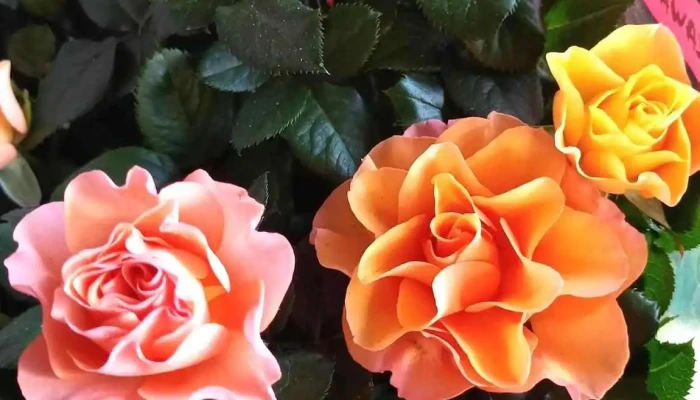 Floricultura Horto Casa Com Fulo Tudo - Arraial Do Cabo