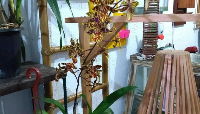Floricultura Orquideas Da Serra Interior - Areal