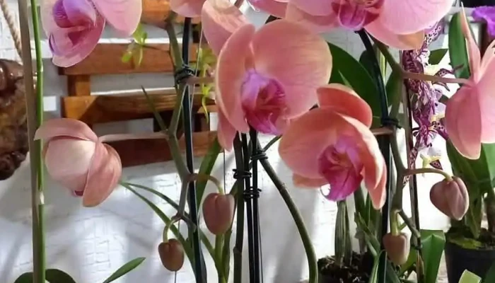 Floricultura Orquideas Da Serra Jardim - Areal