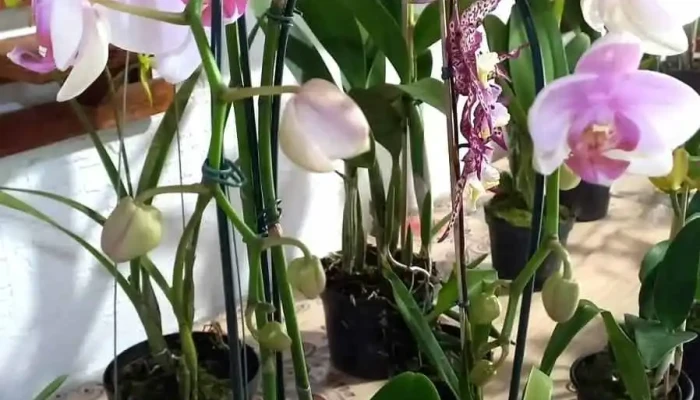 Floricultura Orquideas Da Serra Tudo - Areal