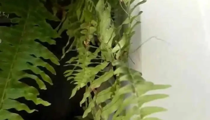 La Casa Home Center -  Videos - São Fidélis