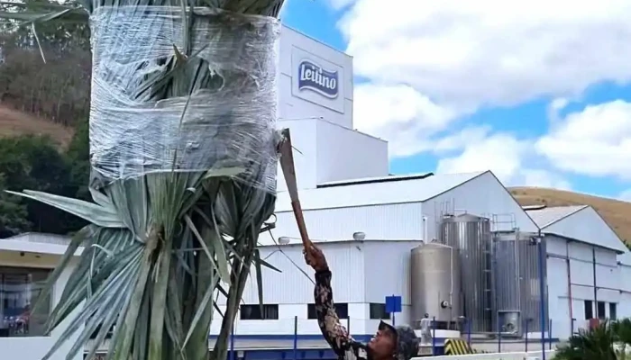 Leitino Comercio E Industria De Lacteos Ltda Tudo - Macuco