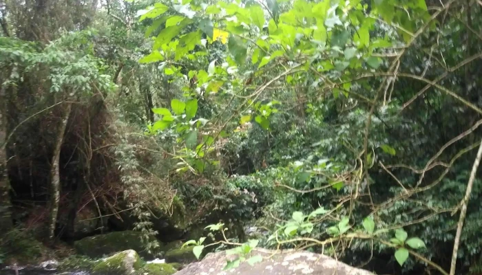 Maria Rosa -  Onde - Nova Friburgo