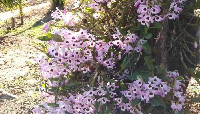 Natureza Art   Floricultura E Paisagismo Tudo - Quatis