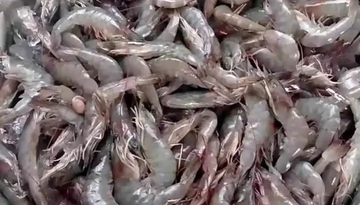 Peixaria Porto Real -  Peixe - Porto Real