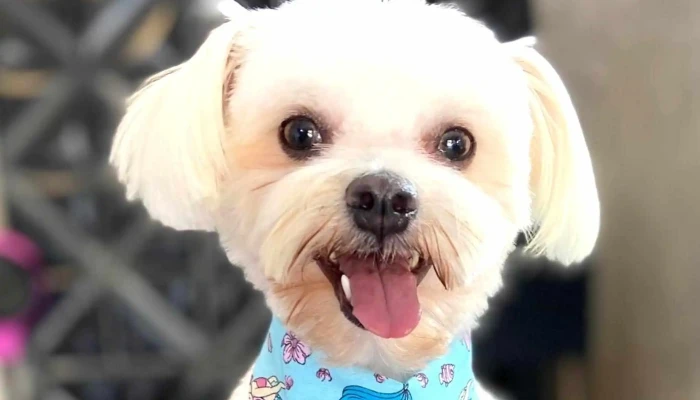Pet Leidy -  Catalogo - Carapebus