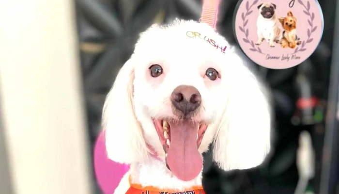 Pet Leidy -  Como Chegar - Carapebus