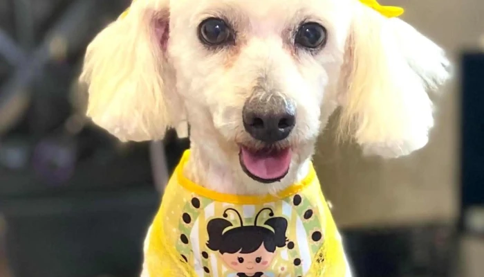 Pet Leidy -  Descontos - Carapebus