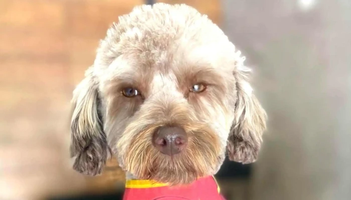 Pet Leidy -  Numero - Carapebus