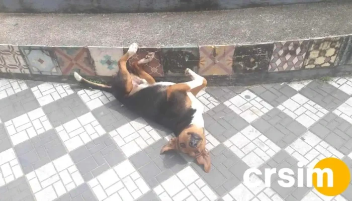 Restaurandopatas Do Proprietario - Rio Das Flores