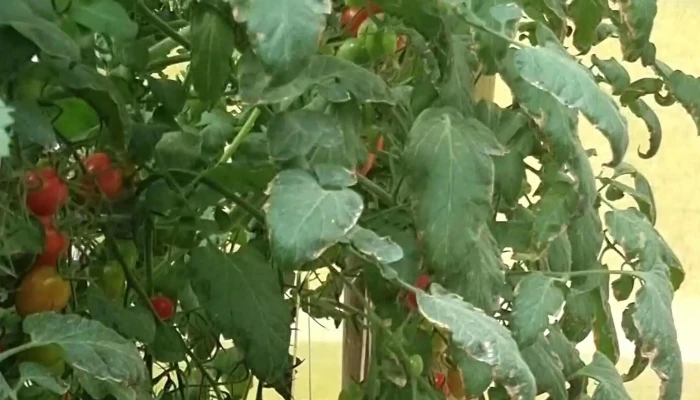 Seal Hortifruti Ltda Instagram - Paty Do Alferes