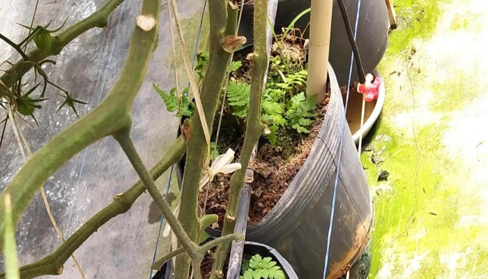 Seal Hortifruti Ltda Numero - Paty Do Alferes