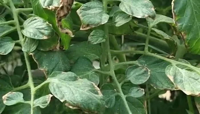 Seal Hortifruti Ltda Videos - Paty Do Alferes