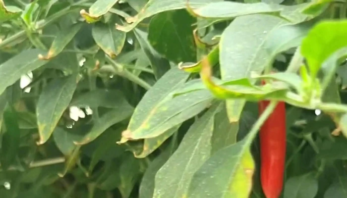 Seal Hortifruti Ltda Zona - Paty Do Alferes